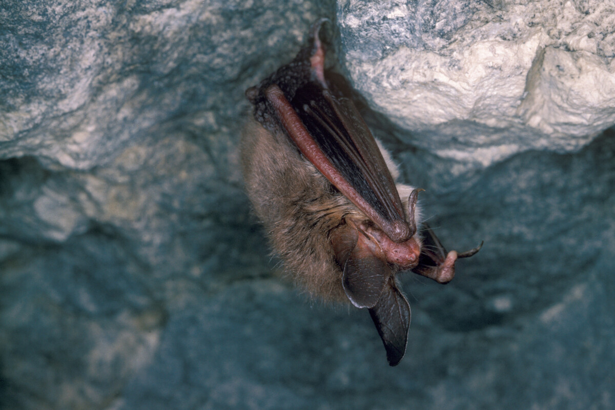Murin de Bechstein